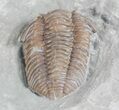 Flexicalymene Trilobite - Ohio #61043-4